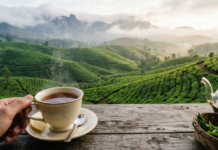 Beyond the Brew: The Rich History and Global Reach of Ceylon Tea