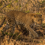 Shadows in the Scrub: Unveiling the Leopards of Yala