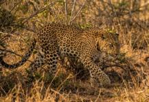 Shadows in the Scrub: Unveiling the Leopards of Yala