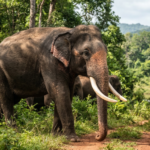 Gentle Giants of the Pearl: A Guide to Sri Lanka’s Wild Elephants
