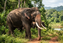 Gentle Giants of the Pearl: A Guide to Sri Lanka’s Wild Elephants