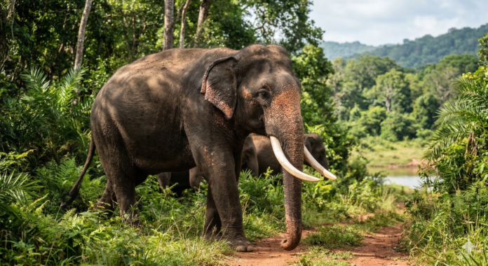 Sri Lanka’s Wild Elephants