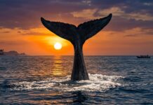 The Giants of the Deep: Whales of the Indian Ocean